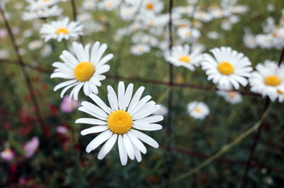 Close-up of white daisy flower
