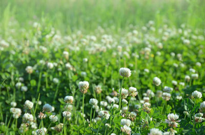 Close-up of flowers growing in field