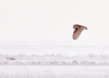 Bird flying over sea against clear sky