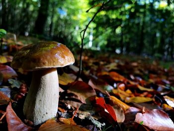 Close-up of mushroom growing on field