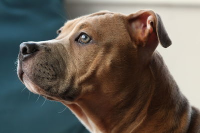 Close up of cute puppy