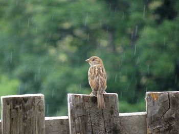 Bird perching on wooden post