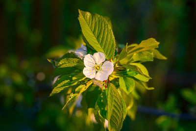 Beautiful white cherry blossoms in the spring.