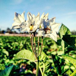 Close-up of flowers growing in field