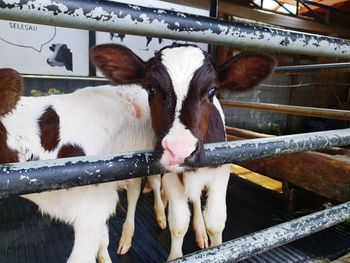 A calf behind the bars waiting for milk