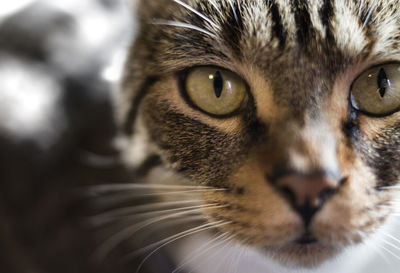 Close-up portrait of a cat