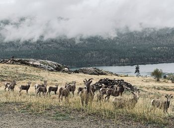 Flock of sheep in a field