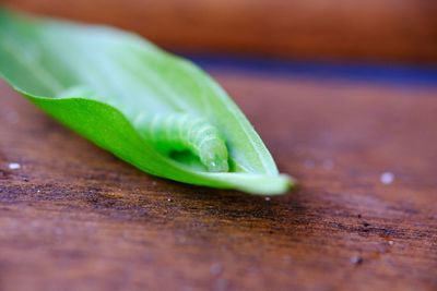 Close-up of leaf on cutting board