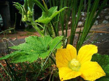 Close-up of insect on yellow flower