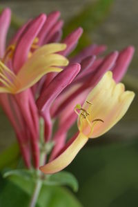 Close-up of pink flower