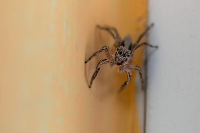 Close-up of spider on wall