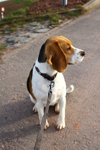 Dog looking away on road