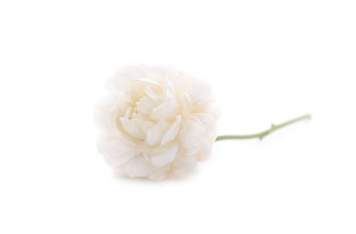 Close-up of white rose flower