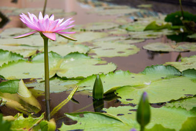 Lotus water lily in lake