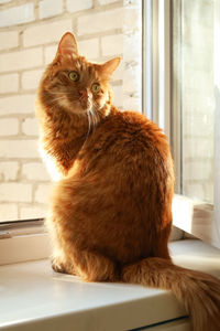 Portrait of cat sitting on window sill