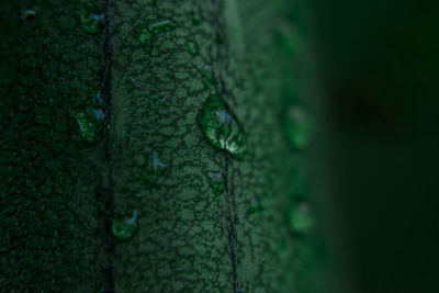 Close-up of lizard on tree