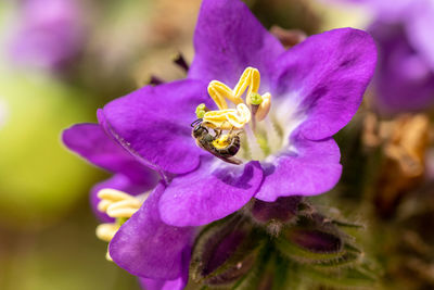 Close-up of bee on purple crocus flower
