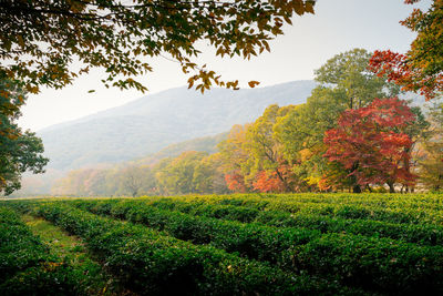 View of trees in field