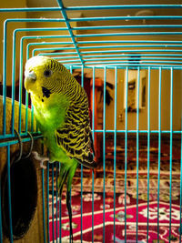 Close-up of a bird in a cage