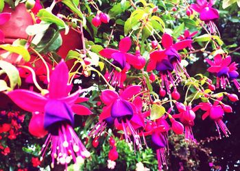 Close-up of pink flowers blooming outdoors