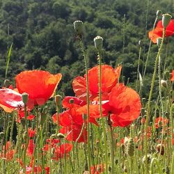 Close-up of red poppy flowers blooming outdoors