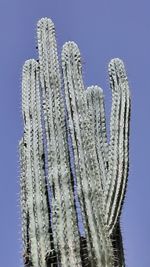 Close-up of cactus plant against clear blue sky