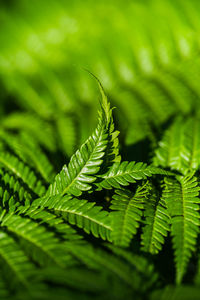 Close-up of fern leaves