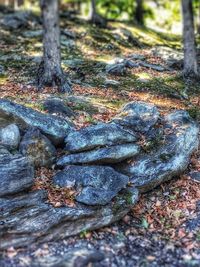 Moss growing on tree trunk