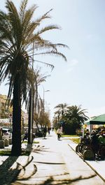 Palm trees on road in city against sky