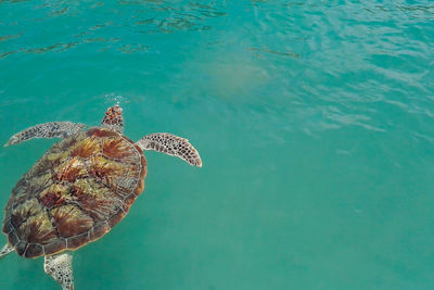 High angle view of turtle swimming in sea