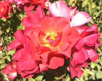 Close-up of pink flower