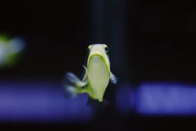 Close-up of yellow lizard on leaf at night