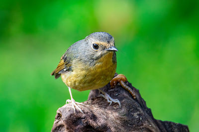 Close-up of a bird perching on branch