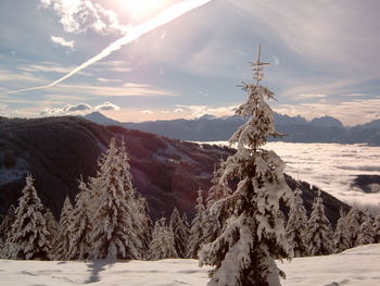 Frozen trees against cloudy sky on sunny day