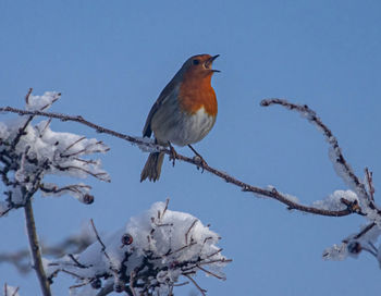 Low angle view of bird perching on branch against sky