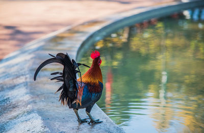Rooster by pond