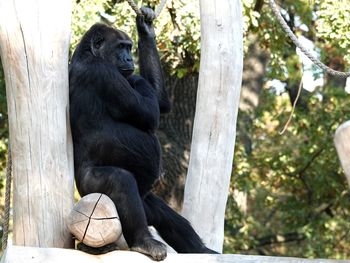 Monkey sitting in a zoo