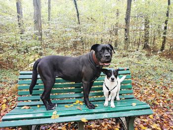 Dog sitting on bench