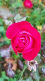 Close-up of pink rose blooming outdoors