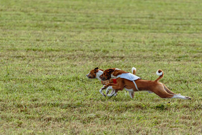 Dog running on field