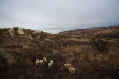 Flock of sheep in a field