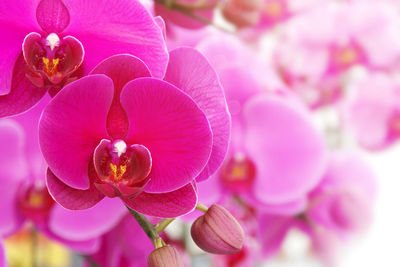 Close-up of pink cherry blossom