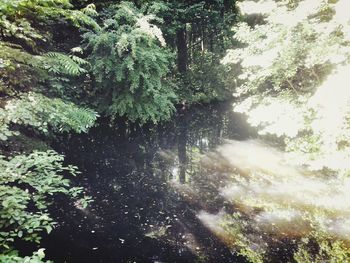 Trees in forest