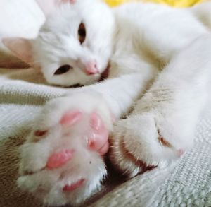 Close-up of cat on bed