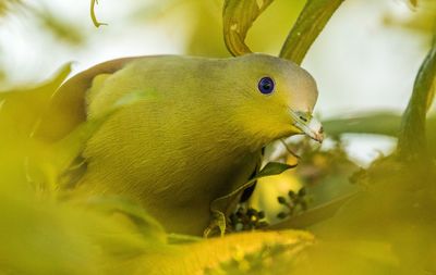 Close-up of bird perching on plant