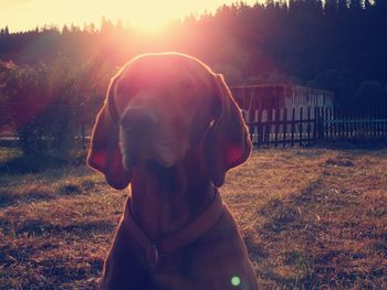 Close-up of dog looking at field during sunset