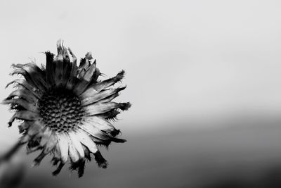 Macro shot of flower against white background