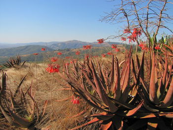 Plants growing on field against sky in swasiland 