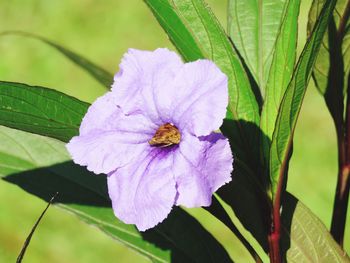 Close-up of bee on purple flower