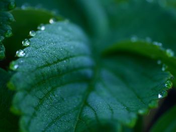 Close-up of raindrops on leaves